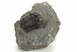 Detailed Proetid (Gerastos) Trilobite Fossil - Morocco #325833-3